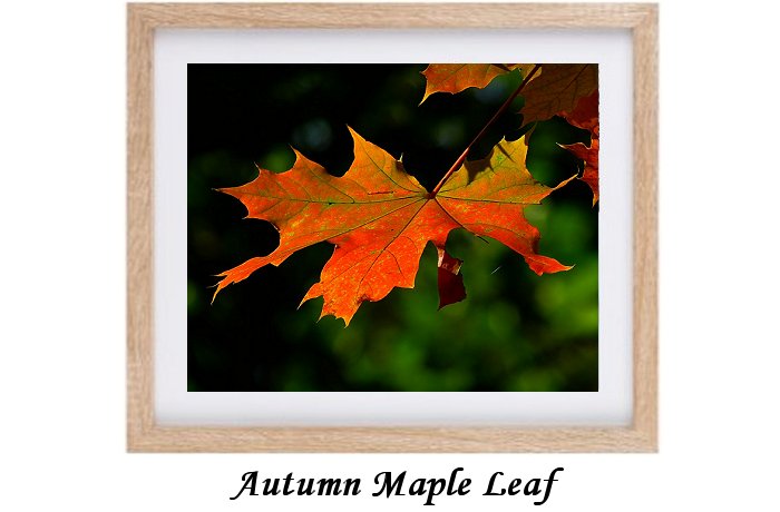 Autumn Maple Leaf Framed Print